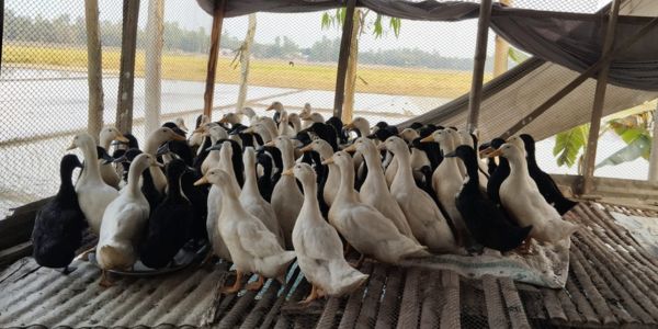 বছরে ২২০-২৩০টি ডিম দেয় নতুন জাতের 'বাউ ডাক'